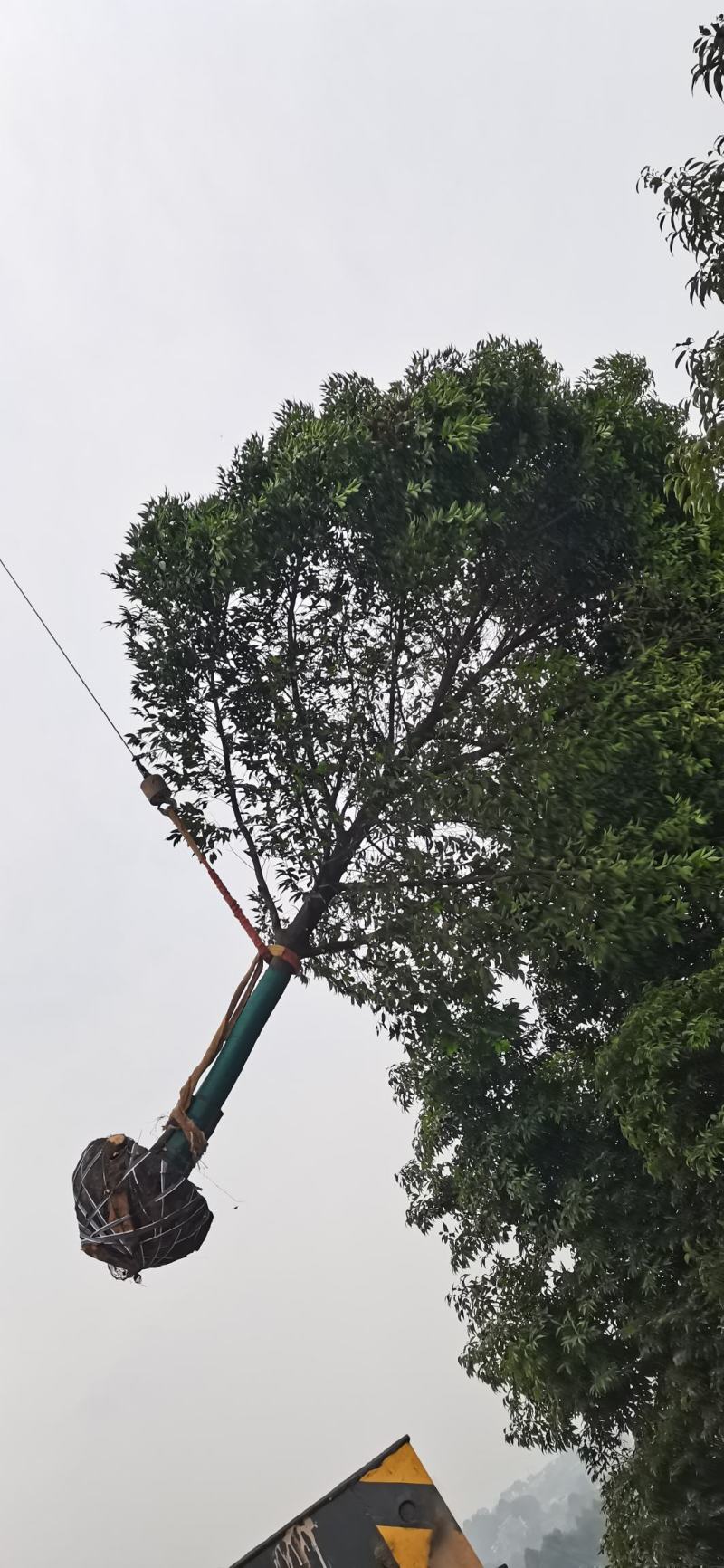 【荐】精品天竺桂大量出售不烧枝不偏冠，可实地考察