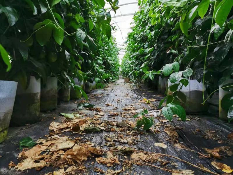 （热销）有机肥+腐殖土配制型百香果专用种植肥