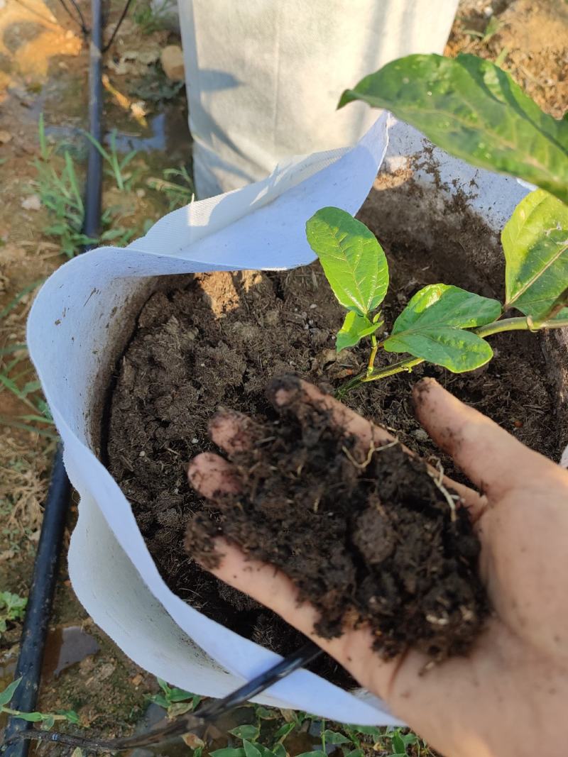 （热销）有机肥+腐殖土配制型百香果专用种植肥