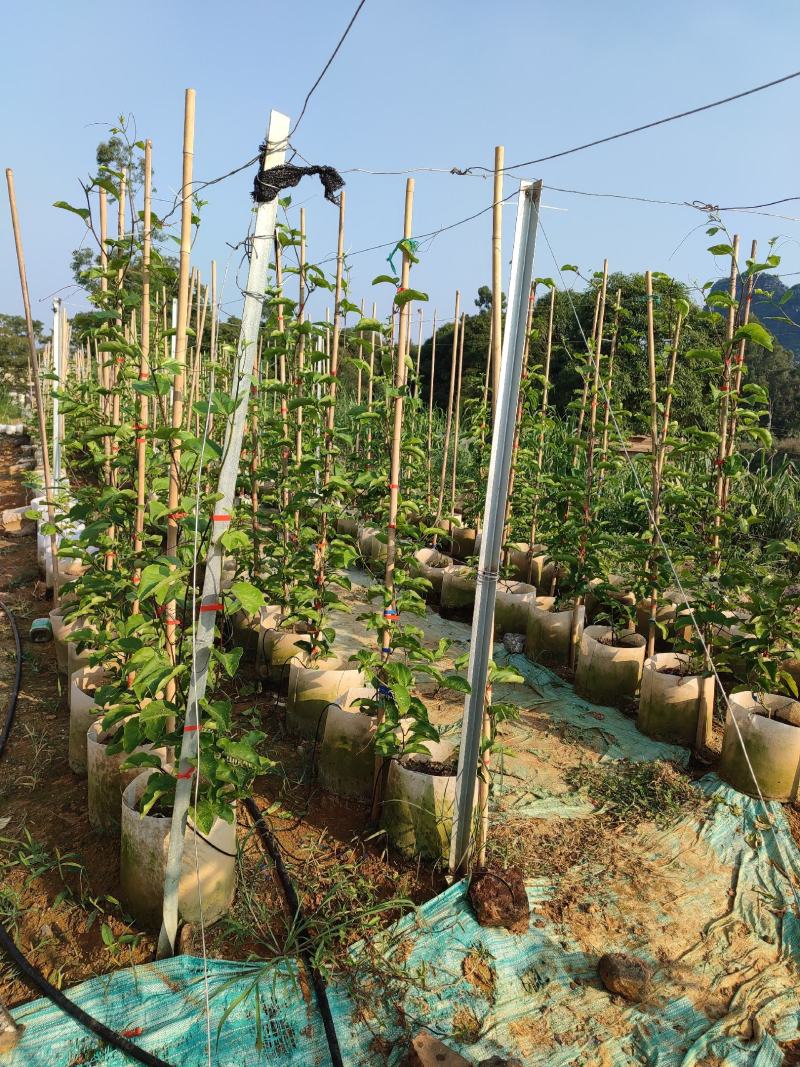 （热销）有机肥+腐殖土配制型百香果专用种植肥