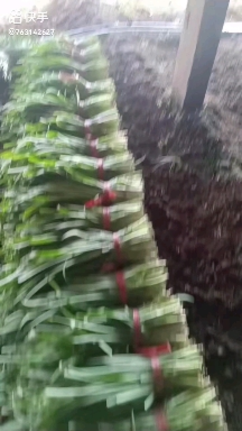小叶韭菜，凌海大量供应二刀，头刀菜