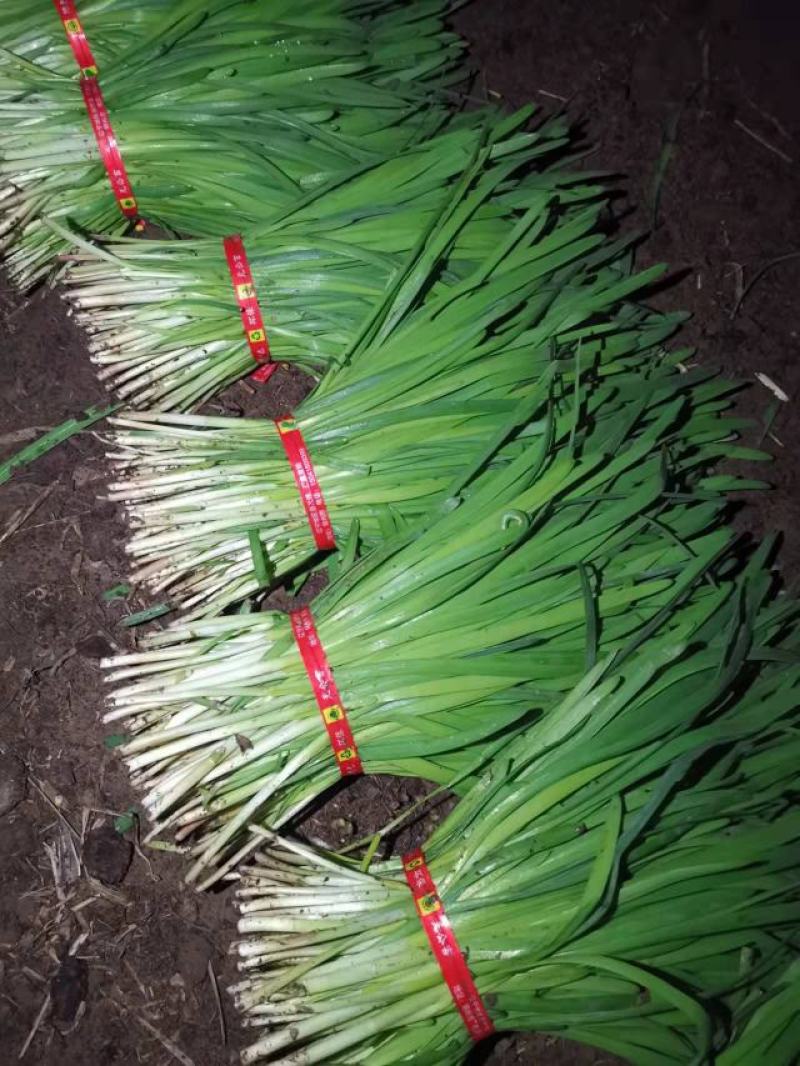 小叶韭菜，凌海大量供应二刀，头刀菜