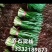 小叶韭菜，凌海大量供应二刀，头刀菜
