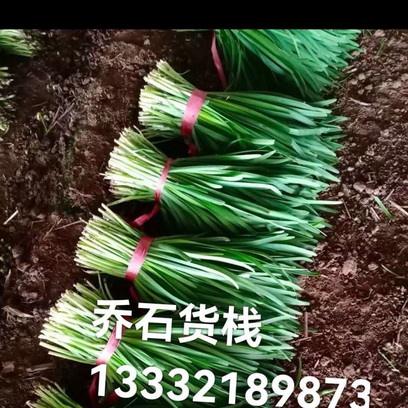 小叶韭菜，凌海大量供应二刀，头刀菜
