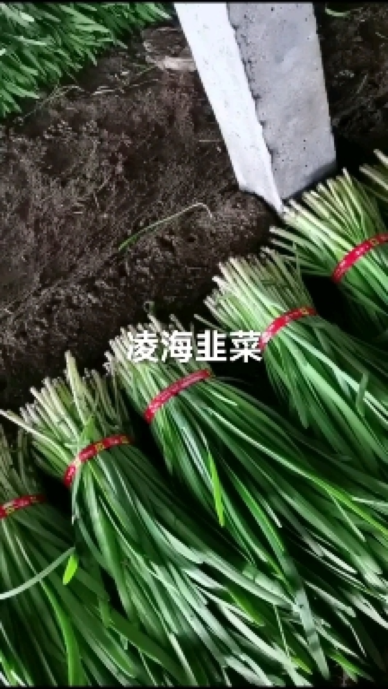 小叶韭菜，凌海大量供应二刀，头刀菜