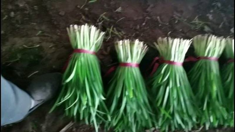 小叶韭菜，凌海大量供应二刀，头刀菜