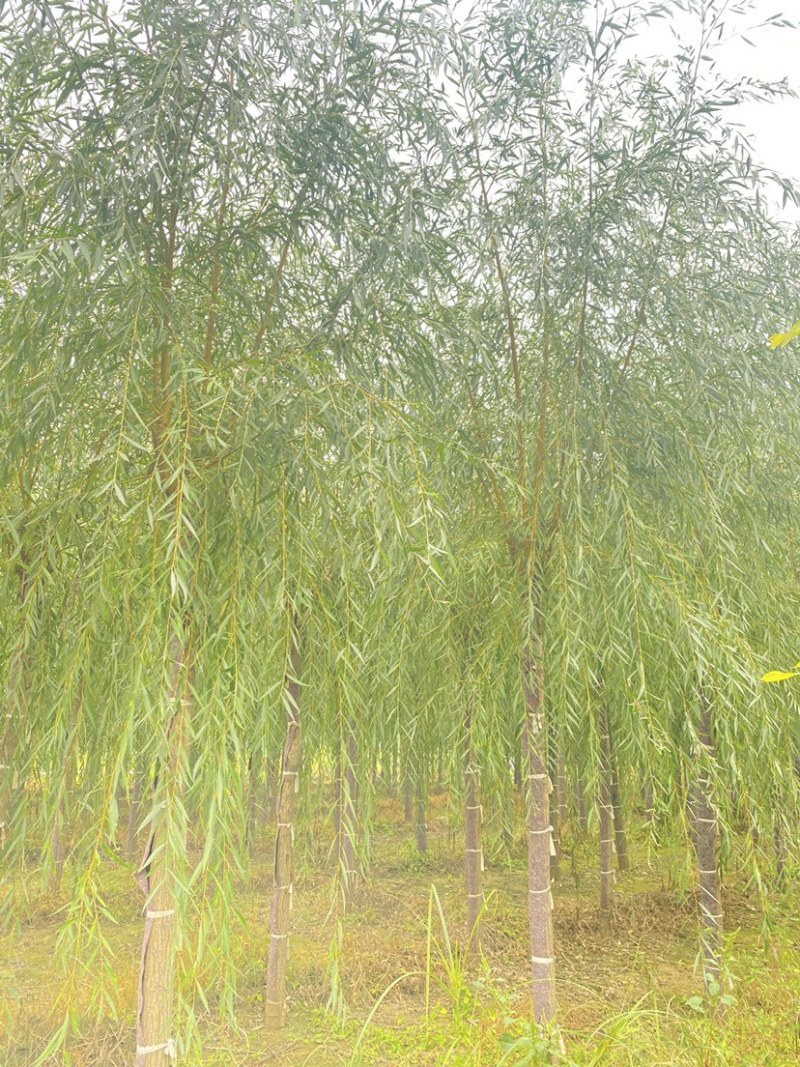 推荐10-20公分嫁接垂柳大量销售、欢迎选购