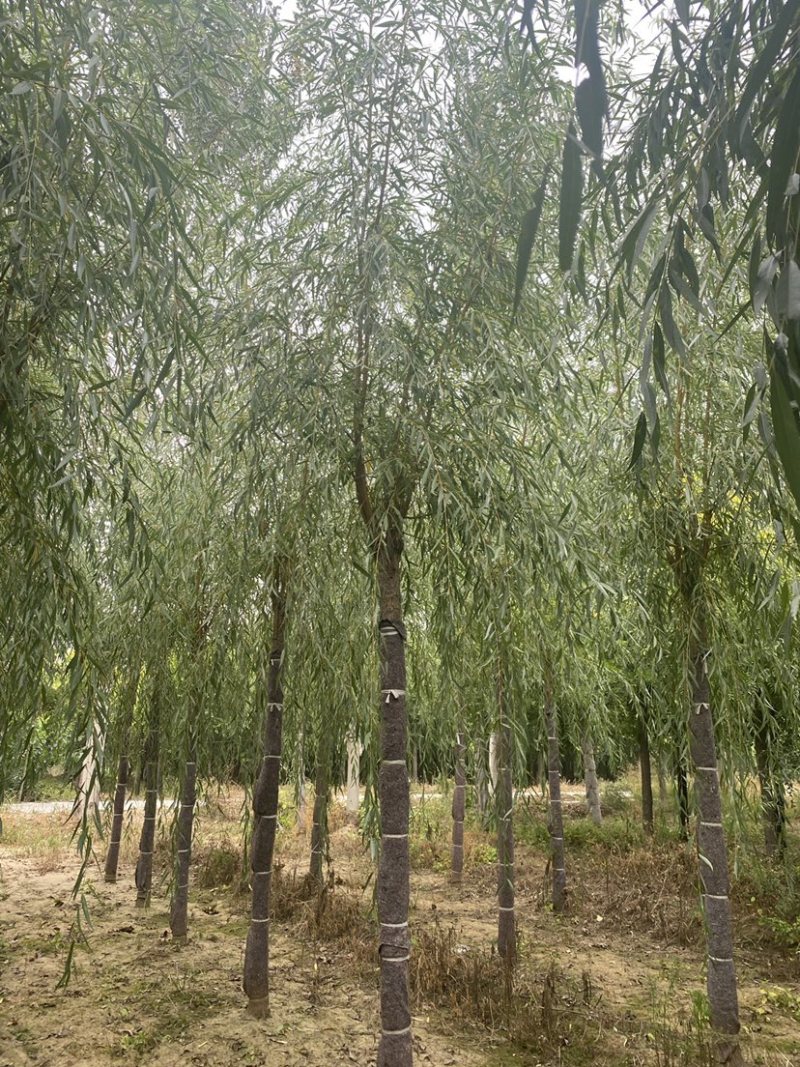 推荐10-20公分嫁接垂柳大量销售、欢迎选购
