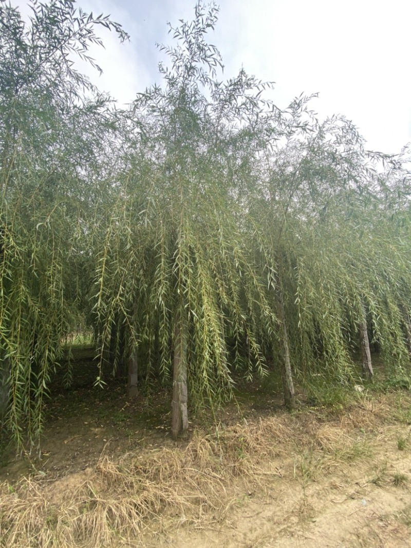 推荐10-20公分嫁接垂柳大量销售、欢迎选购