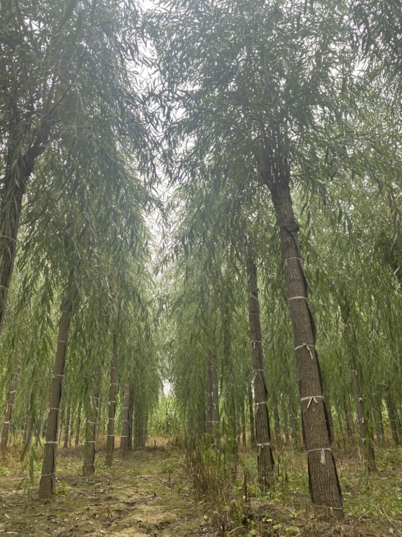 推荐10-20公分嫁接垂柳大量销售、欢迎选购