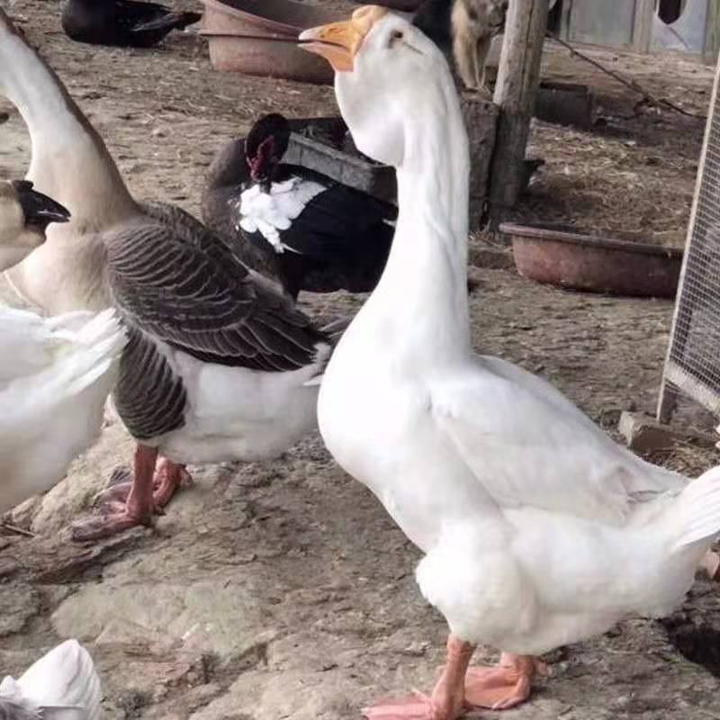 扬州白鹅苗包防疫包运输包成活率货到满意付款一次合作终身朋