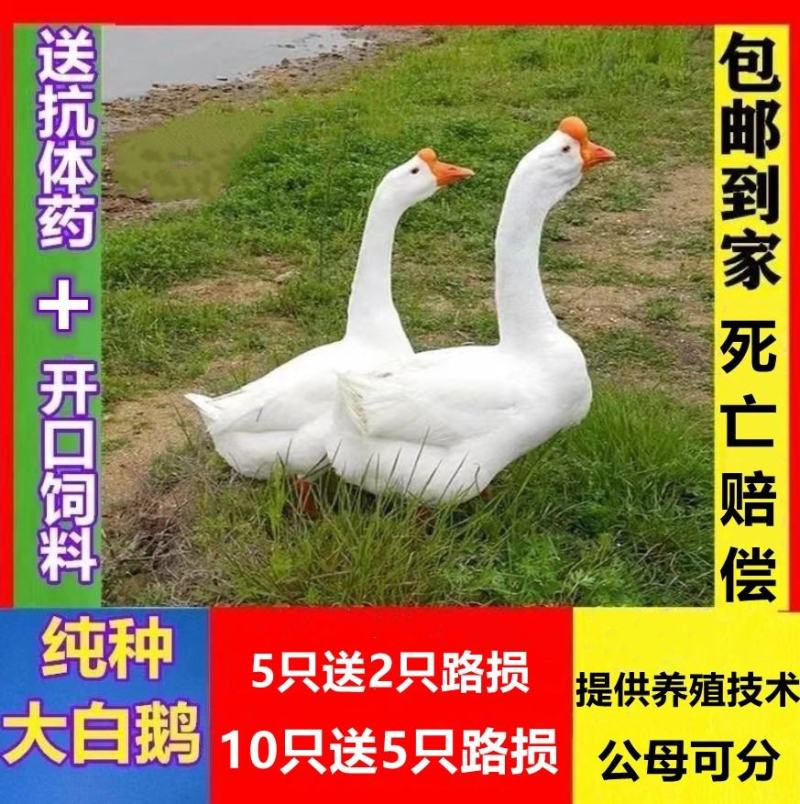 扬州白鹅苗包防疫包运输包成活率货到满意付款一次合作终身朋