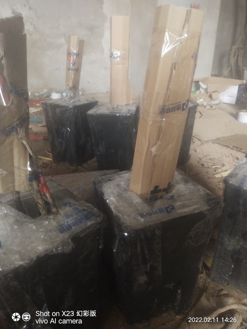 小型盆栽牡丹老桩花盆景苗基地一手货源