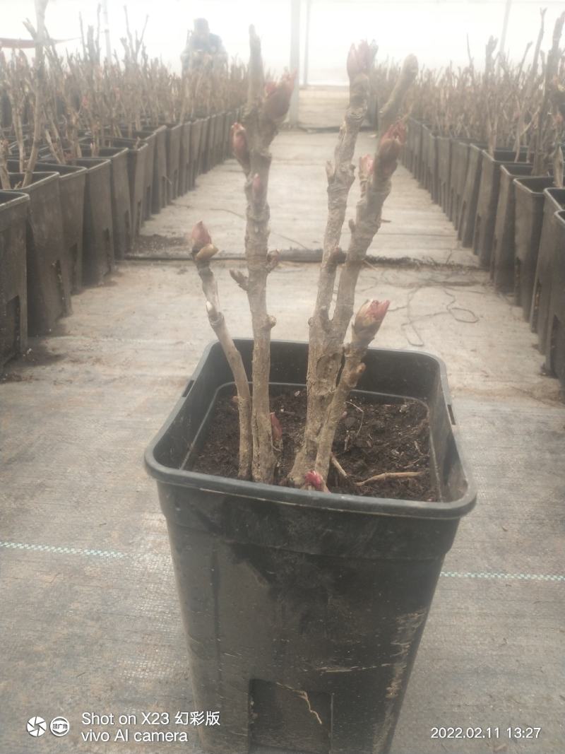 小型盆栽牡丹老桩花盆景苗基地一手货源