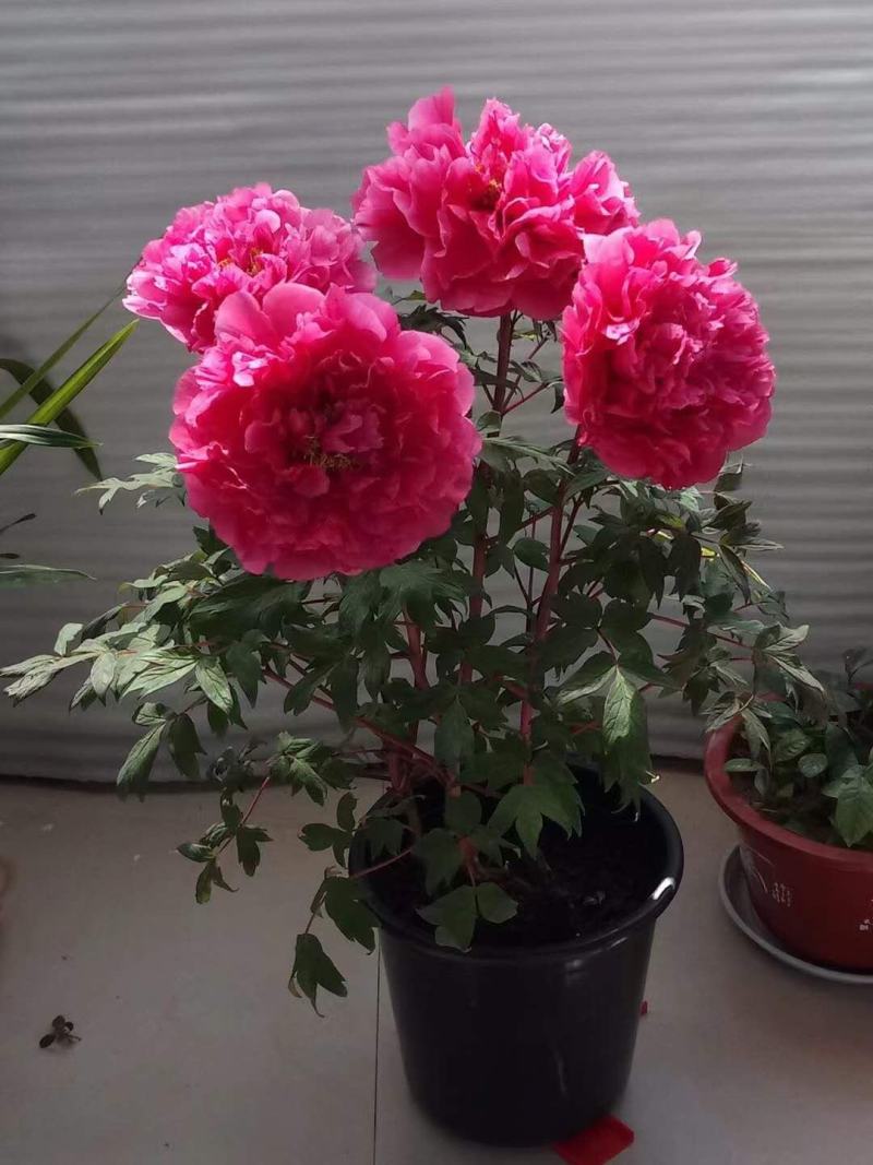 小型盆栽牡丹老桩花盆景苗基地一手货源
