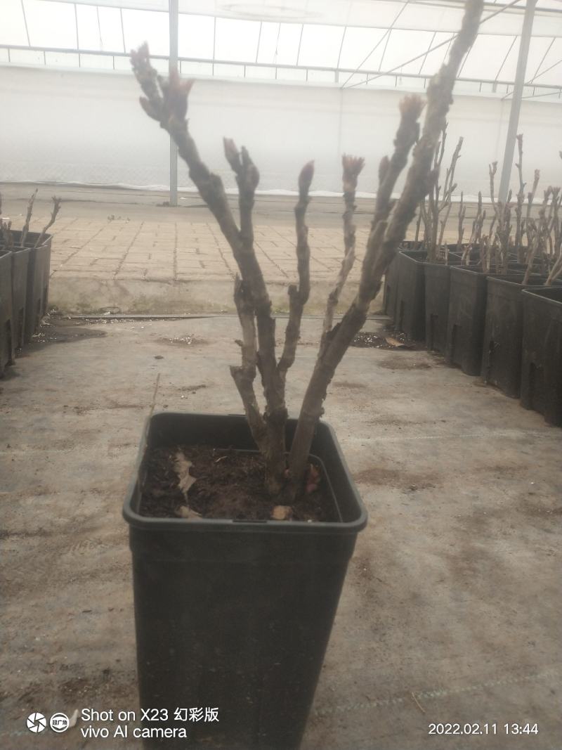 小型盆栽牡丹老桩花盆景苗基地一手货源