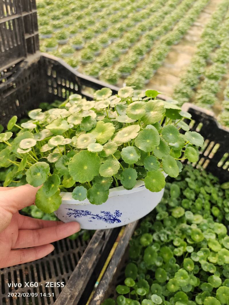 铜钱草可地栽可水培易成活根可以自己繁殖