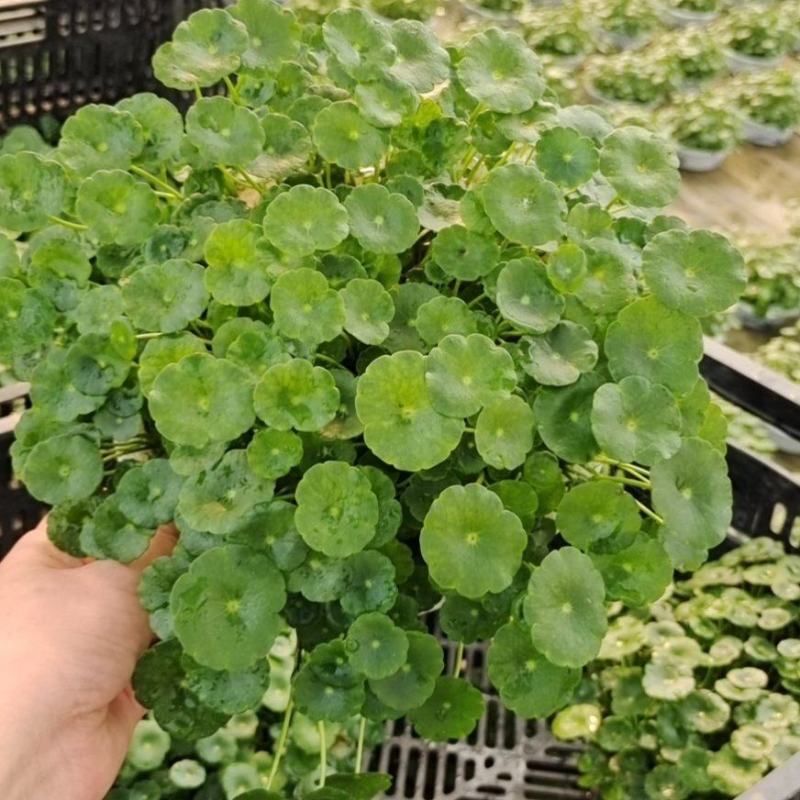 铜钱草可地栽可水培易成活根可以自己繁殖