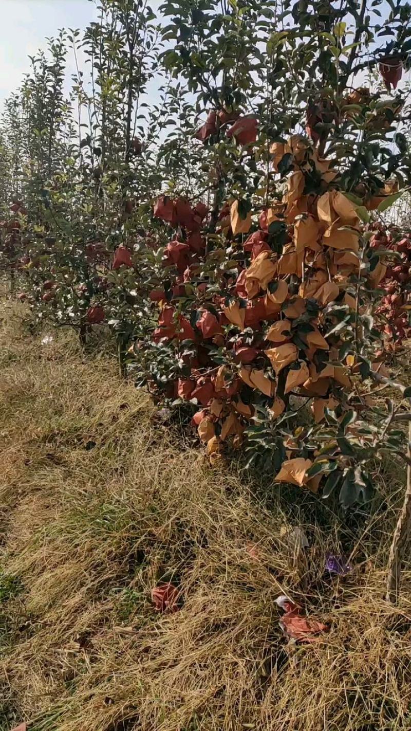 维纳斯黄金苹果产地批发一手货源欢迎客户咨询