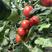 瑞禧樱桃番茄种子，抗病生长势强，酸甜可口，风味佳