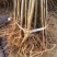 红油香椿苗,现起苗保证成活率免费提供种植技术
