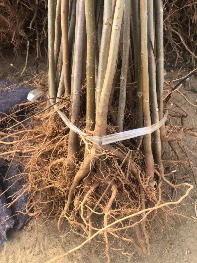 红油香椿苗，现起苗保证成活率免费提供种植技术
