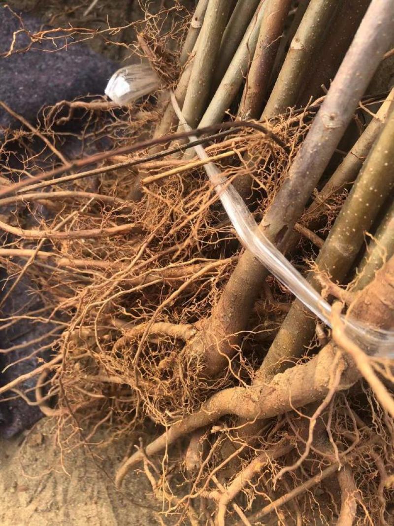 红油香椿苗，现起苗保证成活率免费提供种植技术
