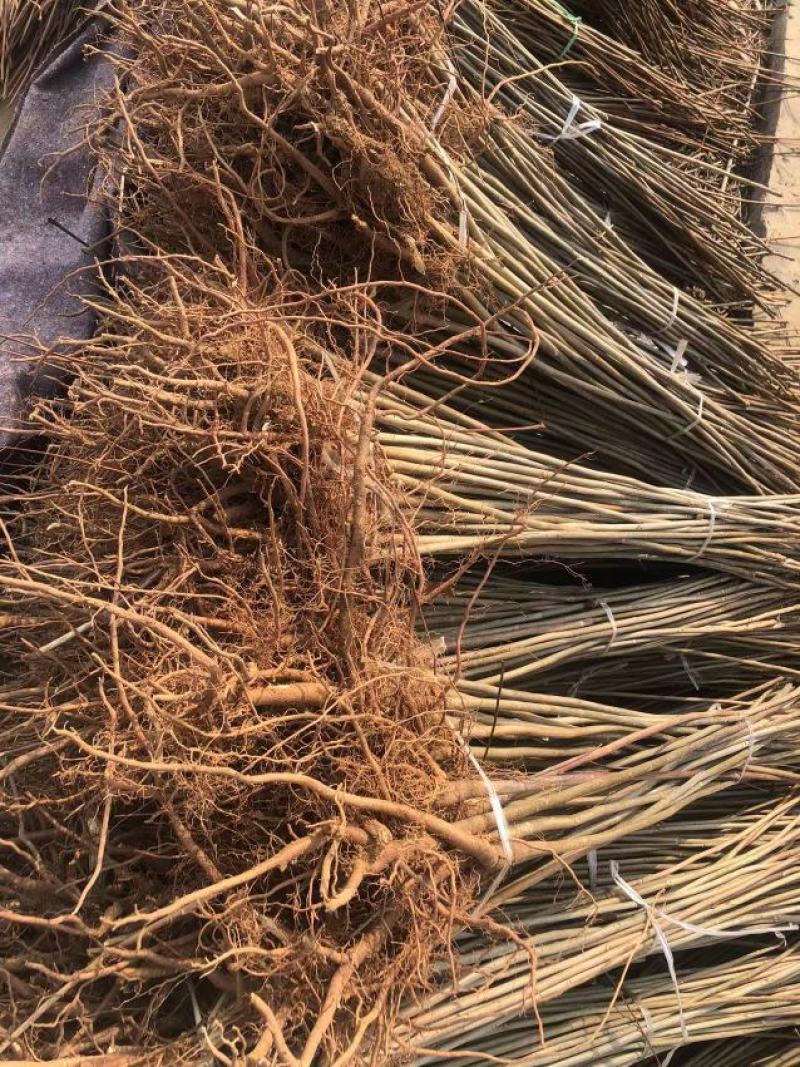 红油香椿苗，现起苗保证成活率免费提供种植技术