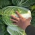 大白菜湖北黄心白菜产地直发保质保量价格优惠