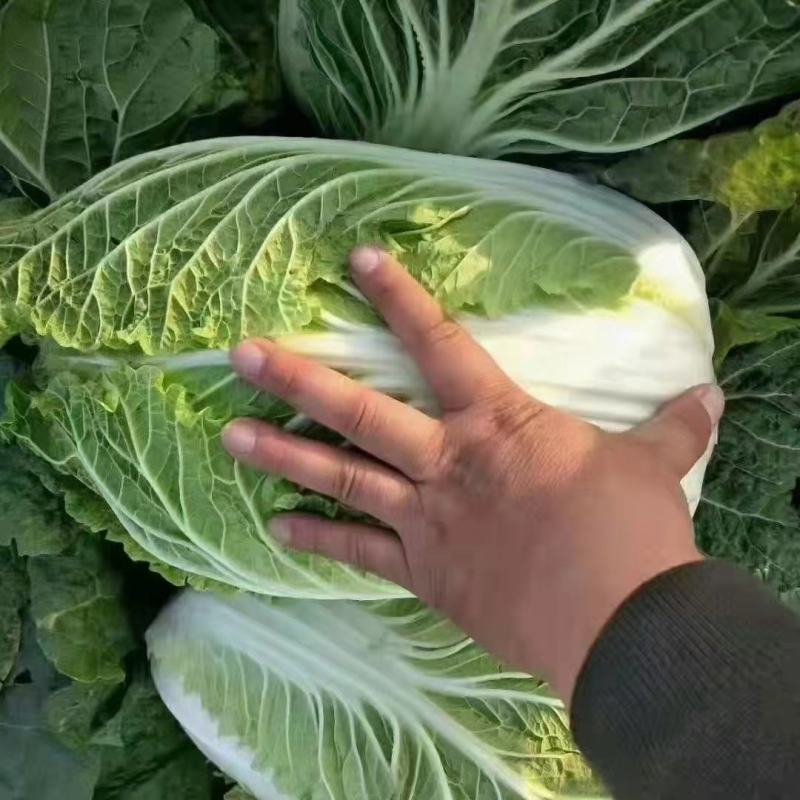 大白菜湖北黄心白菜产地直发保质保量价格优惠
