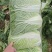 大白菜湖北黄心白菜产地直发保质保量价格优惠
