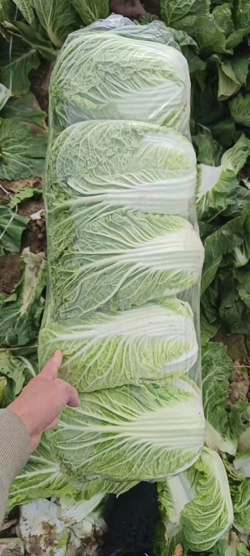 大白菜湖北黄心白菜产地直发保质保量价格优惠