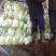 大白菜湖北黄心白菜产地直发保质保量价格优惠