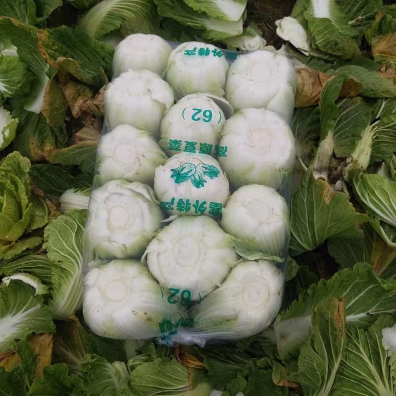 大白菜湖北黄心白菜产地直发保质保量价格优惠