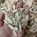 黄芪圆片瓜子片精选圆片精选瓜子片足斤足量
