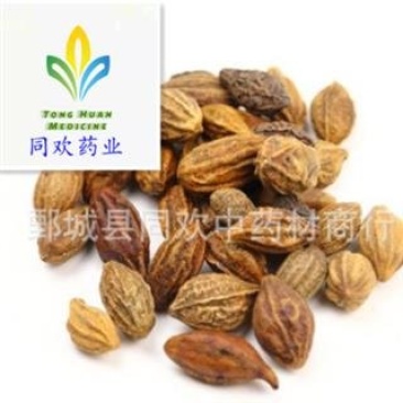 【诃子】@【同欢药材】中药材批发供应规格齐全量大从优
