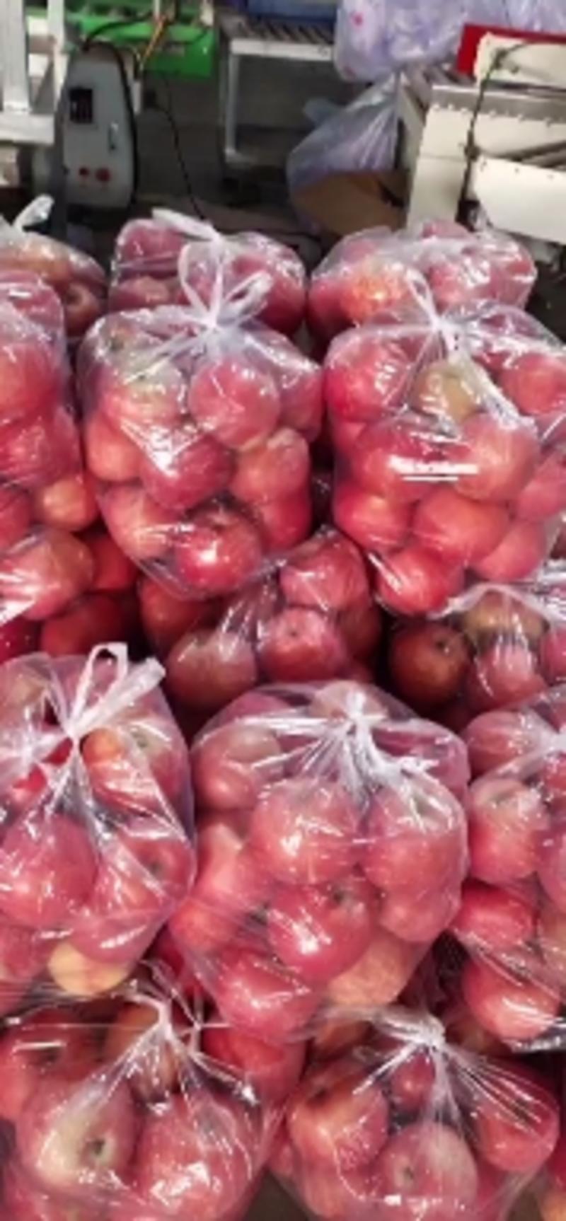 红富士苹果脆甜可口保质保量产地直销欢迎来电咨询