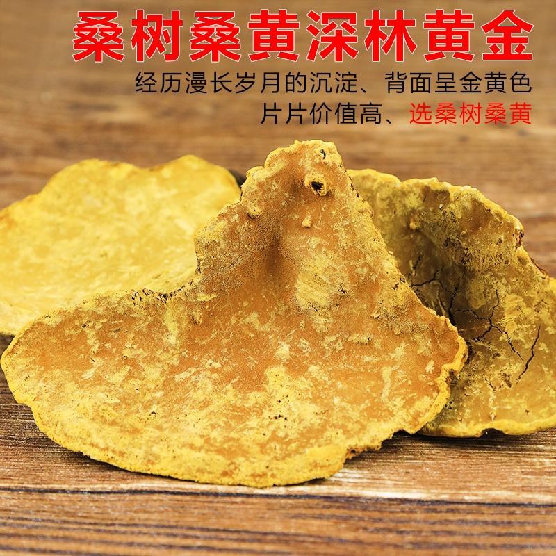 正品桑黄西藏野生特桑树金边桑黄正品特大野生藏桑黄