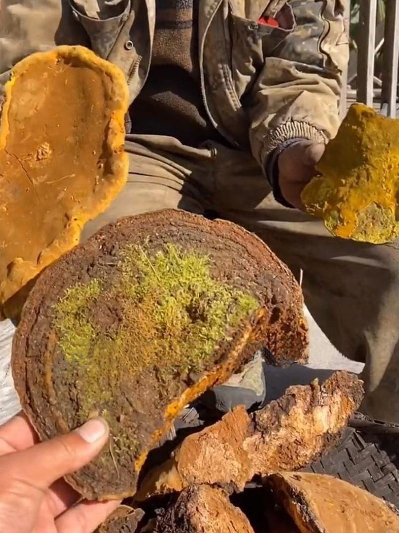 正品桑黄西藏野生特桑树金边桑黄正品特大野生藏桑黄