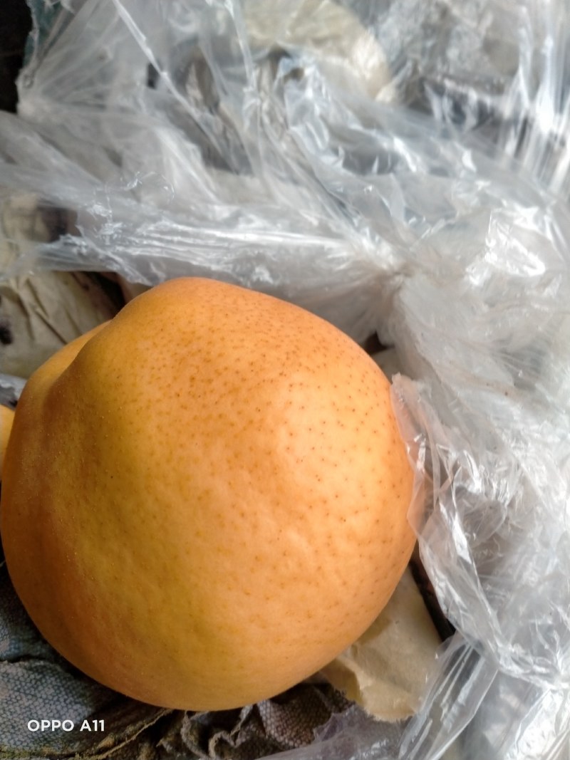 乐亭丰水梨质量好，口感甜脆，货源量大，皮毛好
