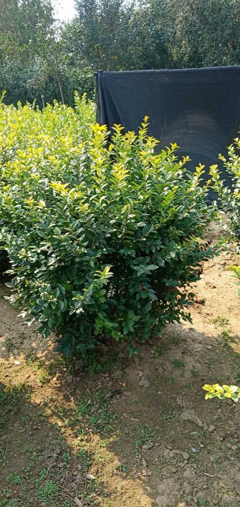 优质金叶女贞苗金叶女贞球基地直销质量保证