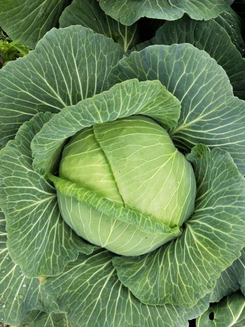 自种800亩扁包菜，找寻合作伙伴5月上旬到6月初