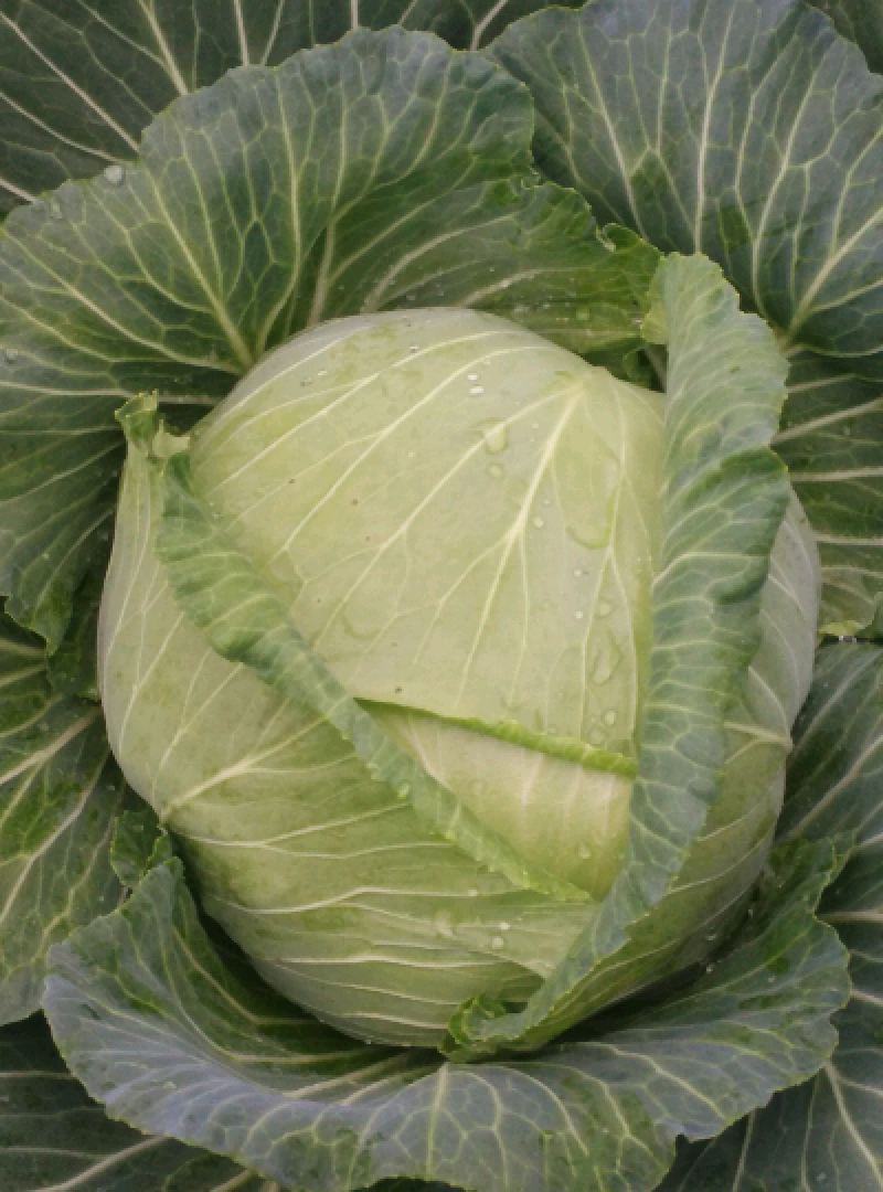 自种800亩扁包菜，找寻合作伙伴5月上旬到6月初