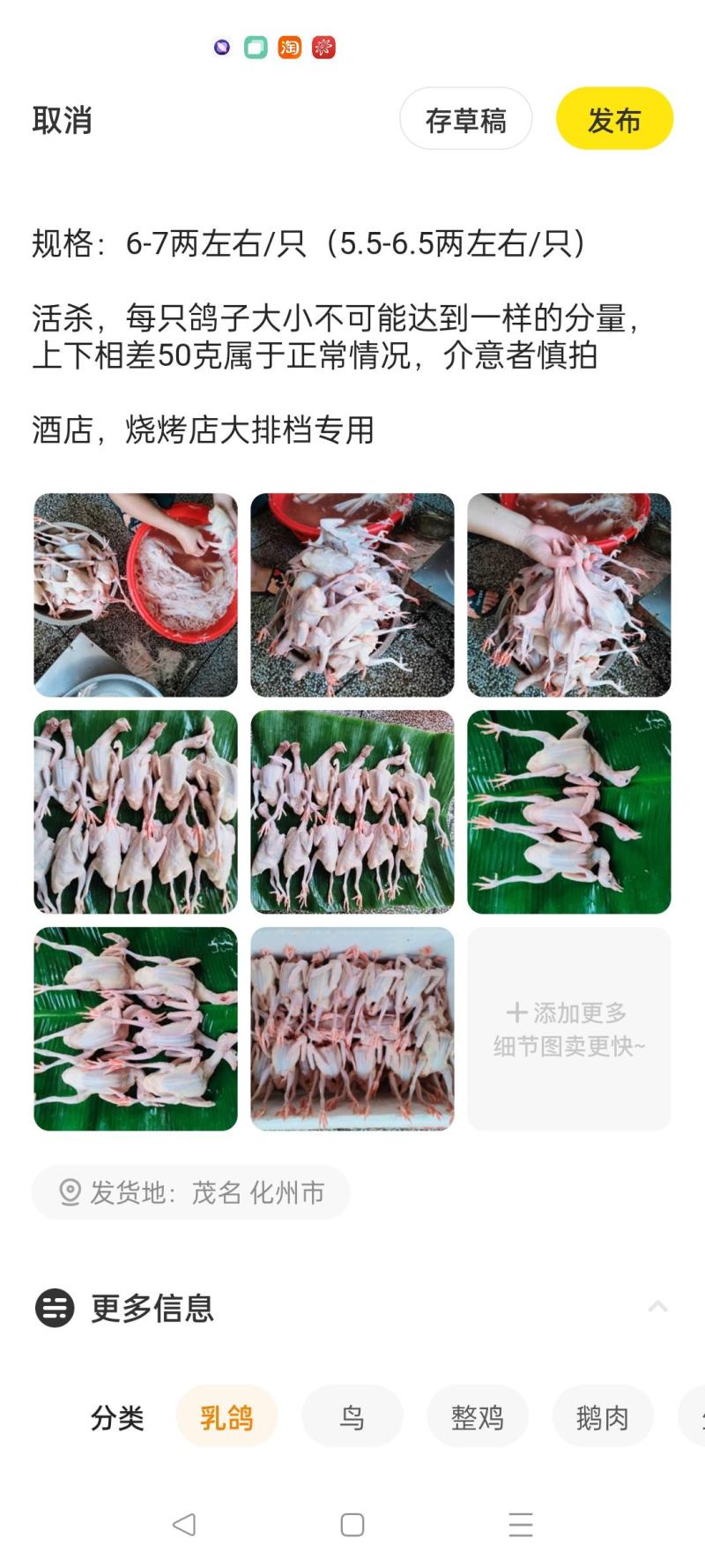 鸽白鸽五谷白鸽
