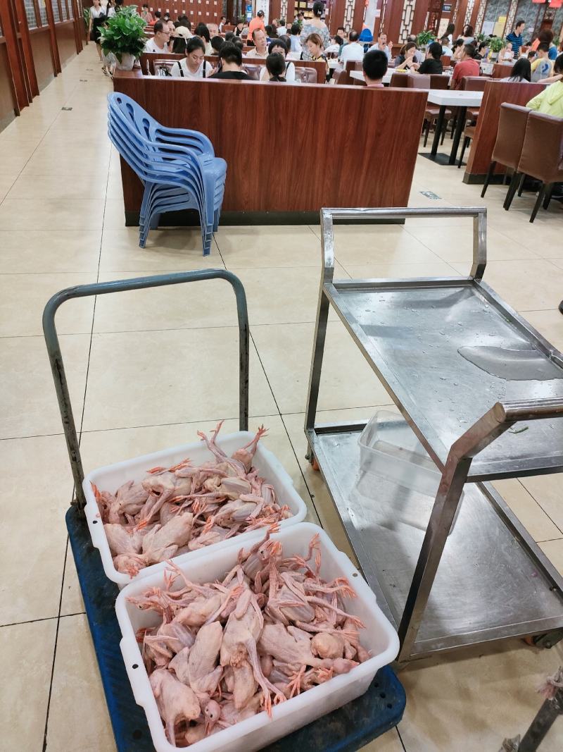 鸽白鸽五谷白鸽