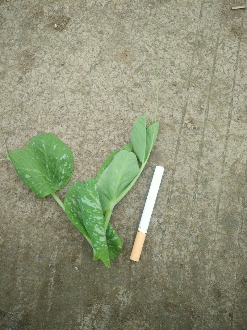 贵州蔬菜