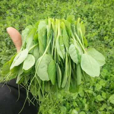 贵州蔬菜
