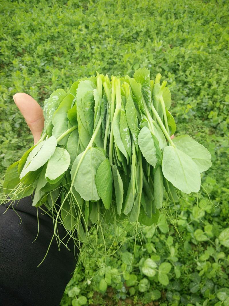 贵州蔬菜