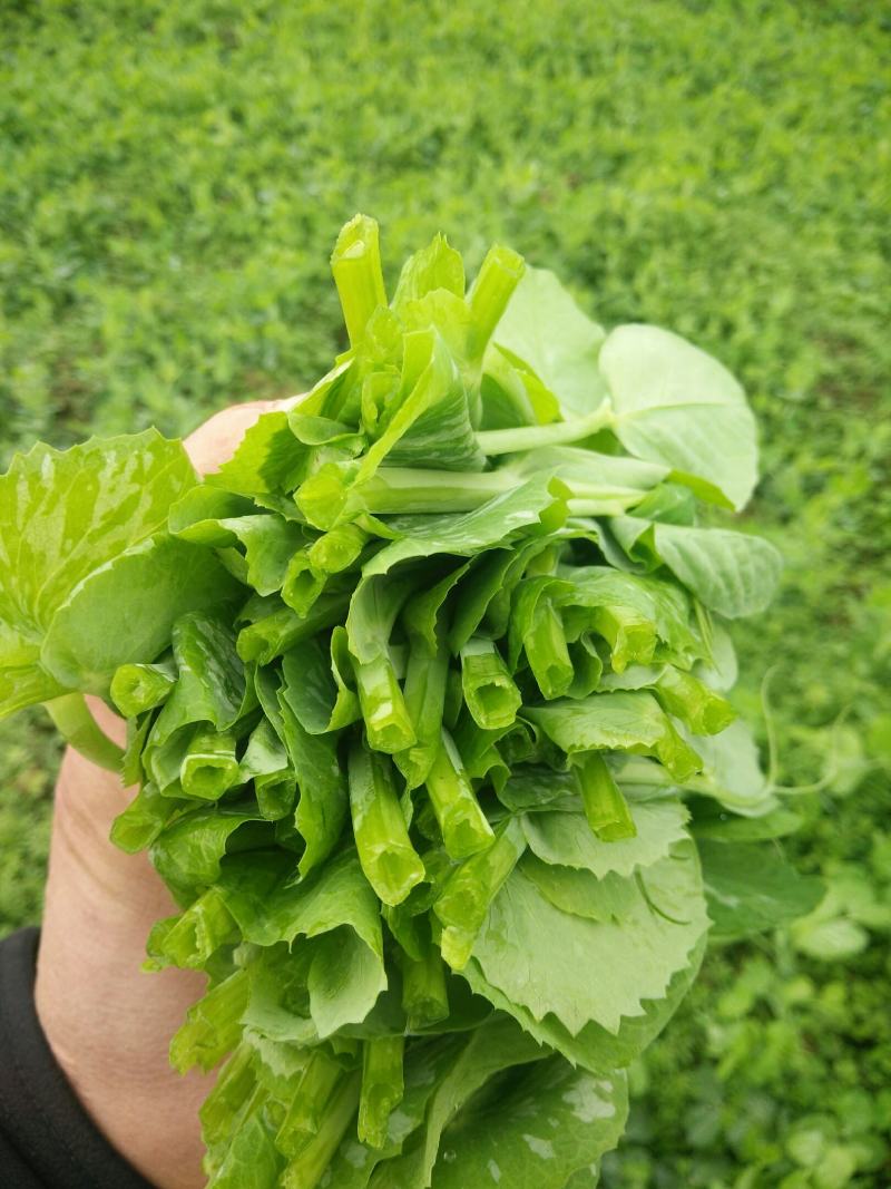 贵州蔬菜
