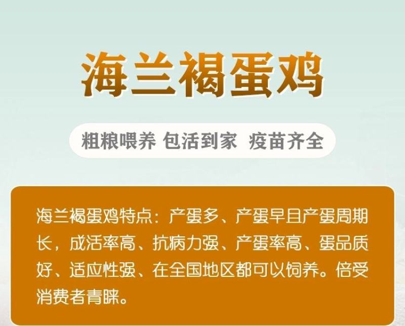 海蓝褐蛋鸡苗包防疫包运输包成活率货到满意付款一次合作终身